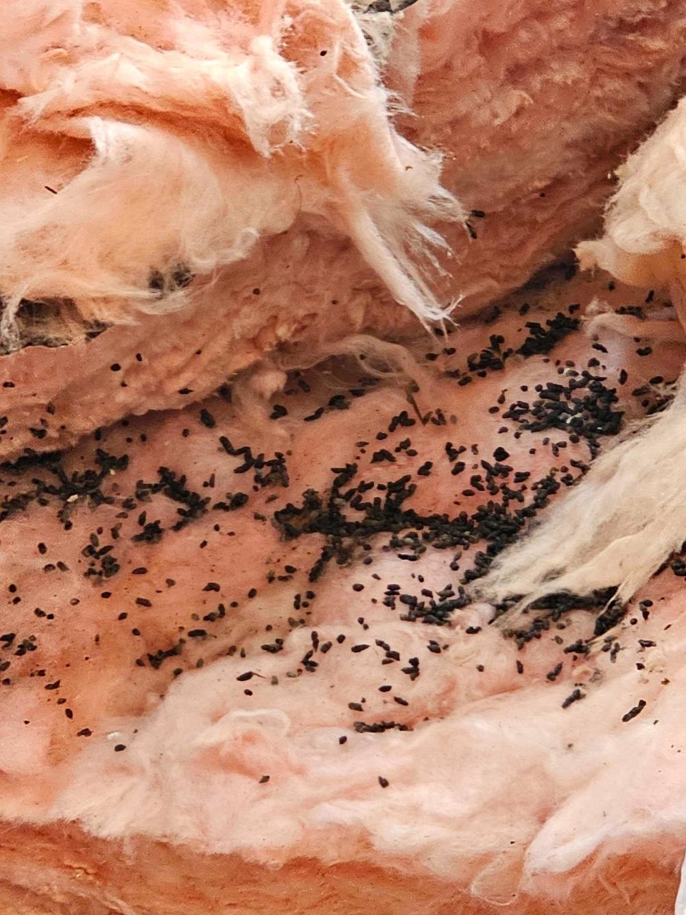 How Dirty Insulation Could Be Making You Sick (And What to Do About It)