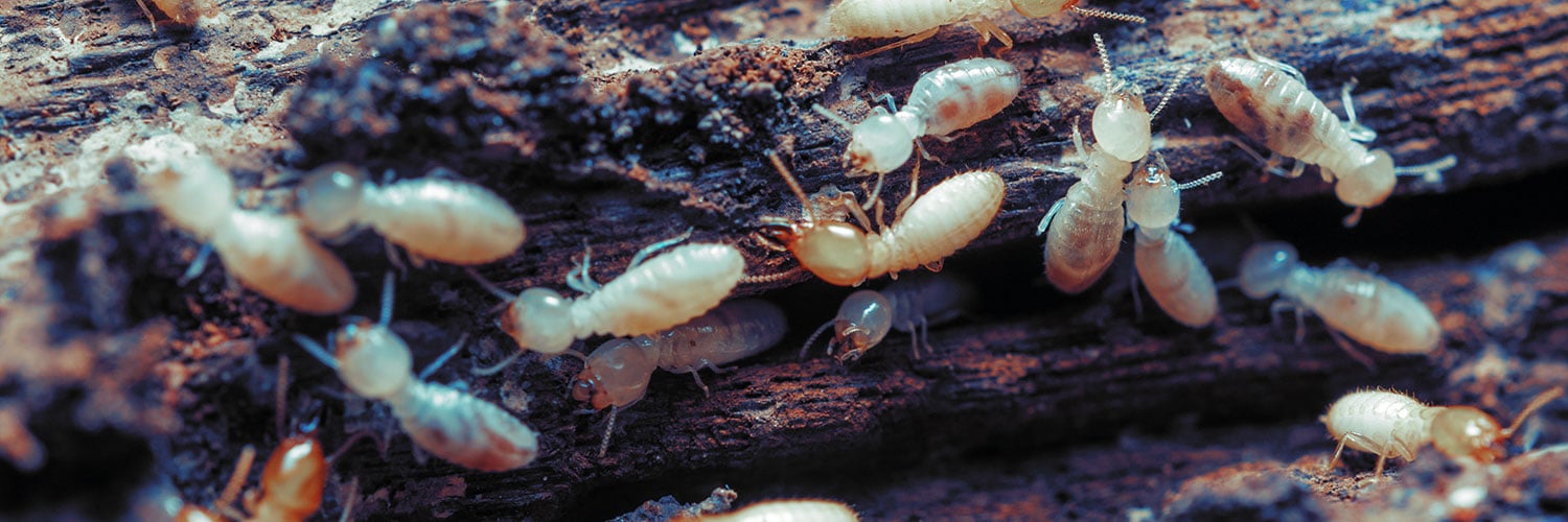 Termites in Foam Insulation
